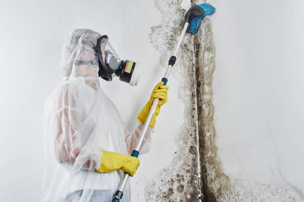 Best Mold Removal and Inspection  in Sanford, ME