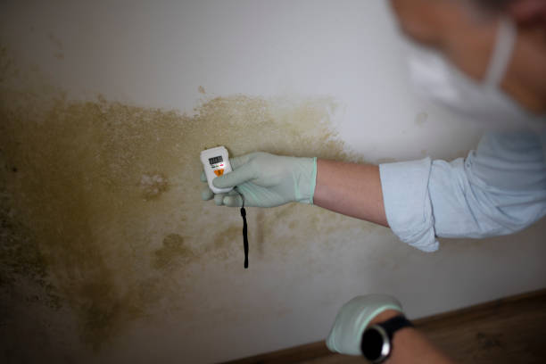 Best Mold Remediation  in Sanford, ME