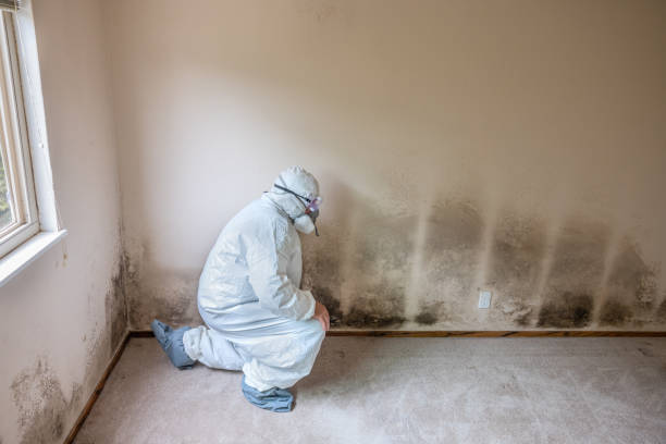 Best Attic Mold Removal  in Sanford, ME