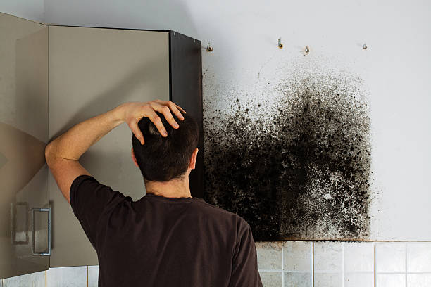 Best Commercial Mold Removal  in Sanford, ME