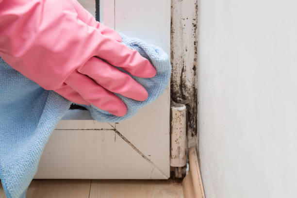 Best Mold Damage Repair  in Sanford, ME